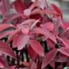 Arctic Fire® Red Twig Dogwood #2 - Image 3
